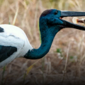 Australia’s most spectacular wildlife show – Kakadu Bird Week 23 – 27 September 2026